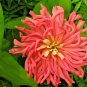 300+GIANT CACTUS ZINNIA MIX Flower Seeds 5" Blooms 6 COLORS Butterfly Garden