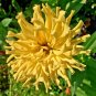 300+GIANT CACTUS ZINNIA MIX Flower Seeds 5" Blooms 6 COLORS Butterfly Garden