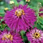 300+GIANT CACTUS ZINNIA MIX Flower Seeds 5" Blooms 6 COLORS Butterfly Garden