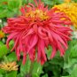 300+GIANT CACTUS ZINNIA MIX Flower Seeds 5" Blooms 6 COLORS Butterfly Garden
