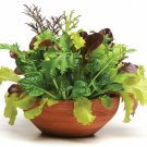 601+ORGANIC GOURMET SALAD MIX Seeds MIXED GREENS Non-GMO Spring/Fall Garden