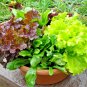 601+ORGANIC GOURMET SALAD MIX Seeds MIXED GREENS Non-GMO Spring/Fall Garden