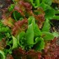 601+ORGANIC GOURMET SALAD MIX Seeds MIXED GREENS Non-GMO Spring/Fall Garden