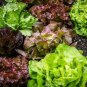 601+ORGANIC GOURMET SALAD MIX Seeds MIXED GREENS Non-GMO Spring/Fall Garden