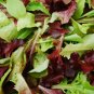 601+ORGANIC GOURMET SALAD MIX Seeds MIXED GREENS Non-GMO Spring/Fall Garden
