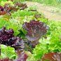 601+ORGANIC GOURMET SALAD MIX Seeds MIXED GREENS Non-GMO Spring/Fall Garden