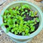 601+ORGANIC GOURMET SALAD MIX Seeds MIXED GREENS Non-GMO Spring/Fall Garden