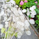 75+MONEY PLANT Seeds AKA Money/Honesty/Silver Dollar Garden/Patio  Seeds USA Seller