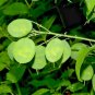 75+MONEY PLANT Seeds AKA Money/Honesty/Silver Dollar Garden/Patio Seeds USA Seller