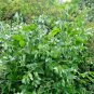75+MONEY PLANT Seeds AKA Money/Honesty/Silver Dollar Garden/Patio Seeds USA Seller