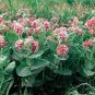 51+SHOWY MILKWEED Seeds Native Wildflower Monarch Caterpillar Food BUTTERFLIES