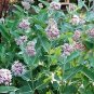 51+SHOWY MILKWEED Seeds Native Wildflower Monarch Caterpillar Food BUTTERFLIES