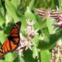 51+SHOWY MILKWEED Seeds Native Wildflower Monarch Caterpillar Food BUTTERFLIES
