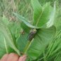 51+SHOWY MILKWEED Seeds Native Wildflower Monarch Caterpillar Food BUTTERFLIES