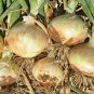 200+MAUI SWEET ONION Seeds Organic Non-GMO Short Day Spring/Fall Planting