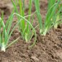 200+MAUI SWEET ONION Seeds Organic Non-GMO Short Day Spring/Fall Planting