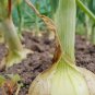 200+MAUI SWEET ONION Seeds Organic Non-GMO Short Day Spring/Fall Planting