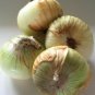 200+MAUI SWEET ONION Seeds Organic Non-GMO Short Day Spring/Fall Planting