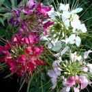 500+SPIDER PLANT(CLEOME)MIX FLOWER Seeds Grandfather Whiskers Long Blooming