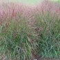 500+SWITCH GRASS Seeds Native Prairie Tall Grass Clumping Ornamental Perennial