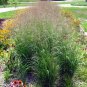 500+SWITCH GRASS Seeds Native Prairie Tall Grass Clumping Ornamental Perennial