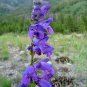 400+ROCKY MOUNTAIN PENSTEMON Seeds American Native Wildflower Hummingbirds Bee's