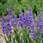 400+ROCKY MOUNTAIN PENSTEMON Seeds American Native Wildflower Hummingbirds Bee's