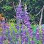 400+ROCKY MOUNTAIN PENSTEMON Seeds American Native Wildflower Hummingbirds Bee's