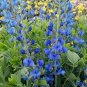 50+BLUE WILD(False)INDIGO Seeds Native Wildflower Perennial Nitrogen-Fixing