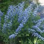 50+BLUE WILD(False)INDIGO Seeds Native Wildflower Perennial Nitrogen-Fixing