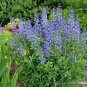 50+BLUE WILD(False)INDIGO Seeds Native Wildflower Perennial Nitrogen-Fixing