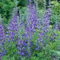 50+BLUE WILD(False)INDIGO Seeds Native Wildflower Perennial Nitrogen-Fixing