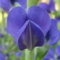 50+BLUE WILD(False)INDIGO Seeds Native Wildflower Perennial Nitrogen-Fixing