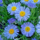 500+BLUE FLEABANE ASPEN DAISY Seeds Drought Tolerant American Native Wildflower