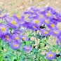 500+BLUE FLEABANE ASPEN DAISY Seeds Drought Tolerant American Native Wildflower