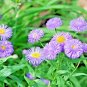 500+BLUE FLEABANE ASPEN DAISY Seeds Drought Tolerant American Native Wildflower
