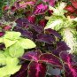 500+COLEUS RAINBOW MIX Flower Seeds Shade Garden Patio Container Houseplant