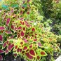 500+COLEUS RAINBOW MIX Flower Seeds Shade Garden Patio Container Houseplant