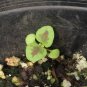 500+COLEUS RAINBOW MIX Flower Seeds Shade Garden Patio Container Houseplant