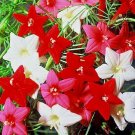 40+CYPRESS(Hummingbird)VINE MIX MORNING GLORY Flower Seeds 7' Climber Garden