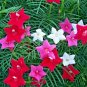 40+CYPRESS(Hummingbird)VINE MIX MORNING GLORY Flower Seeds 7' Climber Garden