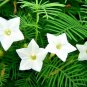 40+CYPRESS(Hummingbird)VINE MIX MORNING GLORY Flower Seeds 7' Climber Garden