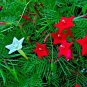 40+CYPRESS(Hummingbird)VINE MIX MORNING GLORY Flower Seeds 7' Climber Garden