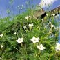 40+CYPRESS(Hummingbird)VINE MIX MORNING GLORY Flower Seeds 7' Climber Garden
