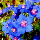 500+BLUE PIMPERNEL Flower Seeds Groundcover Baskets Rock Gardens Containers