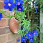 500+BLUE PIMPERNEL Flower Seeds Groundcover Baskets Rock Gardens Containers