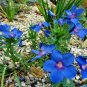 500+BLUE PIMPERNEL Flower Seeds Groundcover Baskets Rock Gardens Containers