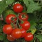 31+TINY TIM DWARF PATIO TOMATO Seeds 16"Plant Hanging Baskets  Seeds USA Seller/Garden
