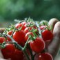 31+TINY TIM DWARF PATIO TOMATO Seeds 16"Plant Hanging Baskets  Seeds USA Seller/Garden