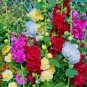 50+DWARF HOLLYHOCK MIX Flower Seeds 24"Tall Full Size Blooms Garden/Container